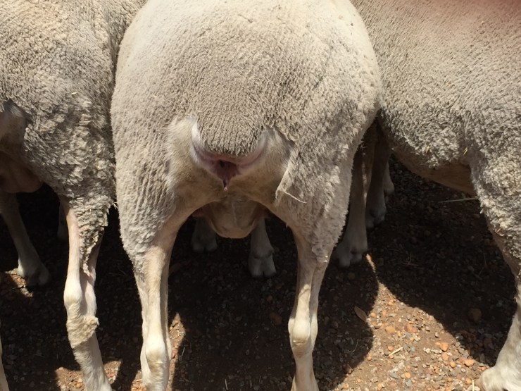 Bare breech shown on young Afrino ewe